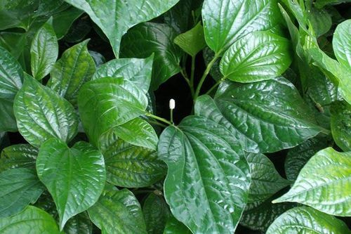 4 món ăn bài thuốc giúp phòng và trị đau cổ vai gáy