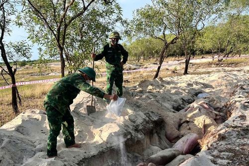 Quảng Trị: Bộ đội hỗ trợ người dân chôn hủy 2,1 tấn lợn bị bệnh