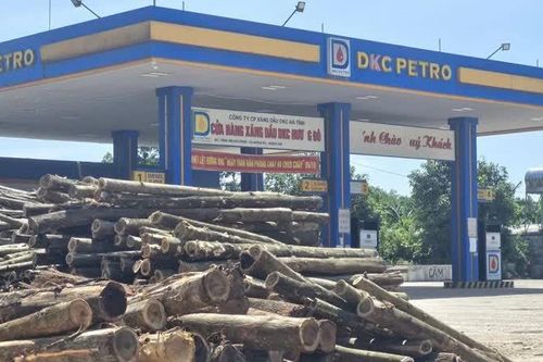 Hà Tĩnh: cửa hàng xăng dầu bị biến thành bãi tập kết gỗ