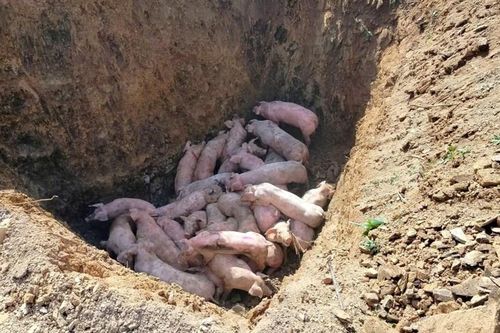 Vẫn còn hiện tượng vứt xác lợn chết vì dịch tả châu Phi bừa bãi