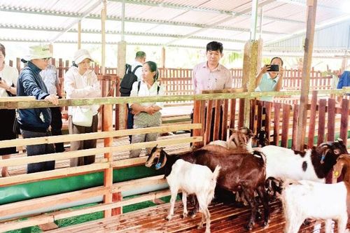Chăn nuôi thích ứng biến đổi khí hậu gắn với du lịch sinh thái