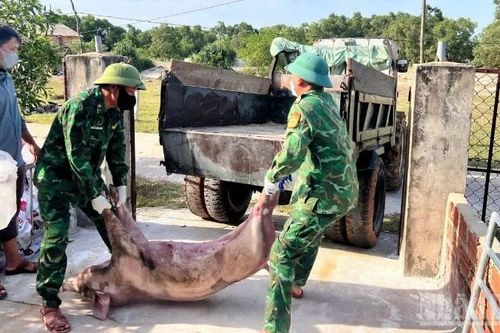 Quảng Trị: Dịch tả lợn châu Phi lan rộng tại 46 xã, phường