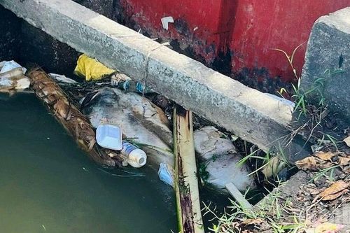Quảng Ngãi: Tăng cường kiểm tra, xử lý lợn bệnh và ngăn chặn vứt xác động vật ra môi trường