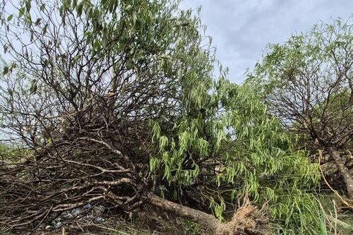 Người trồng đào ở Thanh Hóa 'chỉ biết ngồi khóc' nhìn cây chết khô
