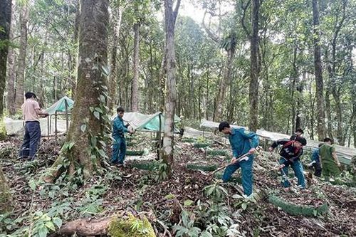 Hàng trăm cán bộ băng rừng khôi phục vườn sâm Ngọc Linh sau bão số 3 ở Quảng Ngãi