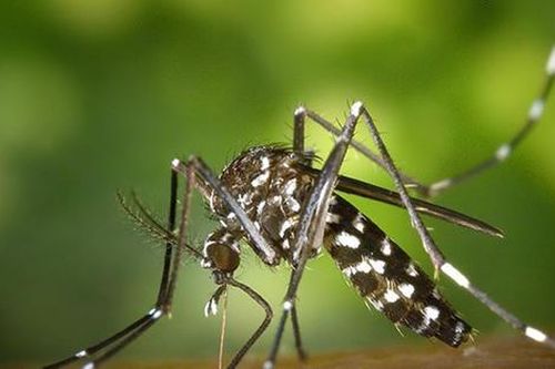 Dịch virus Chikungunya bùng phát ở Trung Quốc