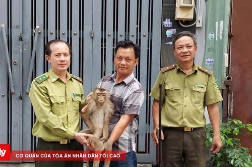 Bắt con khỉ đuôi lợn chuyên vào nhà dân quấy phá, tìm thức ăn