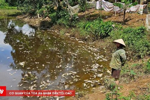 Xử phạt chủ trại lợn gây ô nhiêm môi trường khiến người dân bức xúc