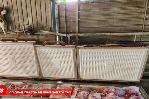 Phát hiện gần 1 tấn thịt lợn bệnh được cấp đông tại nhà