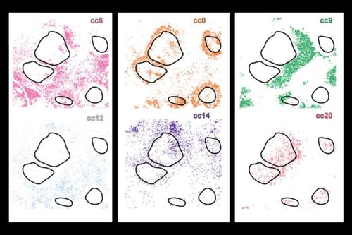 CellLENS - hệ thống AI mới phát hiện các nhóm tế bào ẩn