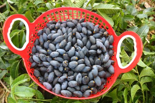 Trám đen Nghệ An được mùa, được giá, hái không kịp để bán