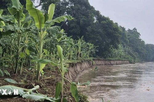 Phú Thọ: Tình trạng sạt lở sông Thao uy hiếp hệ thống kè, cuốn trôi đất canh tác