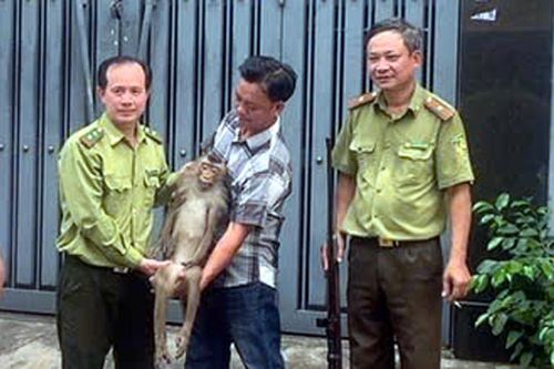 TP Hồ Chí Minh: Bắt khỉ đuôi lợn quấy phá khu dân cư ở Bình Hưng Hòa