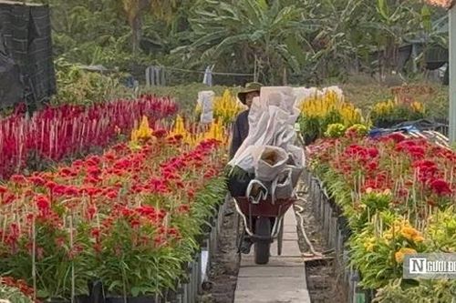 Làng hoa trăm tuổi ở miền Tây 'nở sớm' vì điều đặc biệt cuối năm 2025