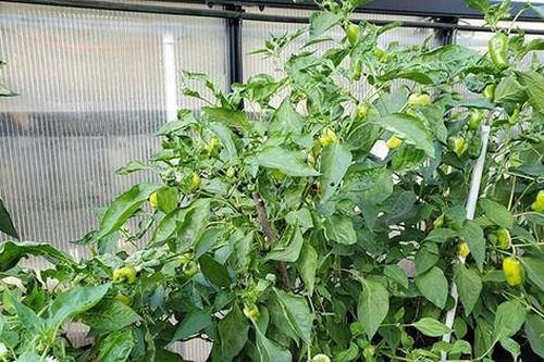 Loại quả thuộc nhóm 'tốt nhất thế giới', ở Việt Nam vừa nhiều vừa rẻ