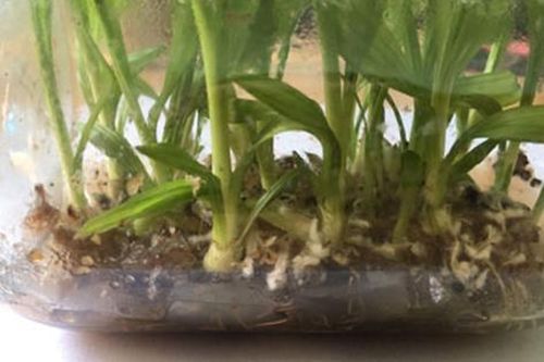 Loài cây dại mọc bờ rào xưa không ai 'ngó', nay bán nửa triệu đồng/kg