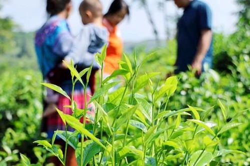Xã Bản Lầu: Mở rộng không gian chuyên canh nông sản