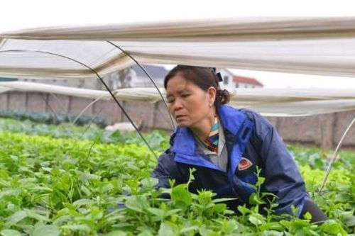 Khi rau củ hóa thành ống hút xanh đạt chuẩn quốc tế