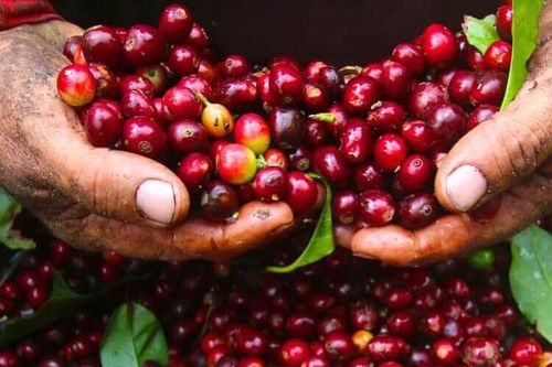 Thành lập Nhóm công tác nghiên cứu khả thi FTA Việt Nam – Ai Cập