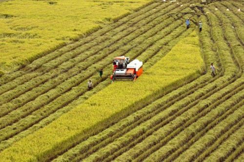 Sản xuất nông nghiệp 7 tháng năm 2025 tăng trưởng ổn định