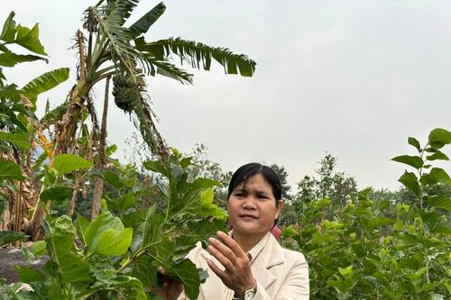 Người phụ nữ K'Ho mang con tằm về buôn Cheng