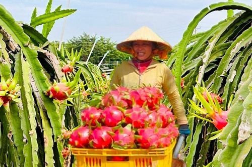 Tháo gỡ khó khăn trong tiêu thụ thanh long