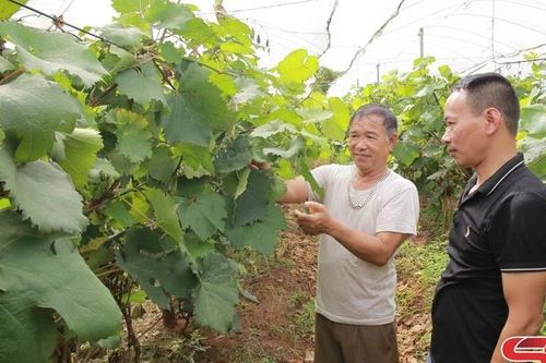 Sản xuất nông nghiệp theo hướng xanh, sạch, an toàn