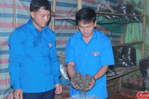Thanh niên Tà Xùa phát triển thương hiệu chè