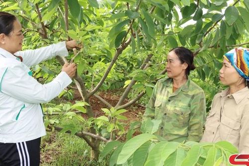 Chuyển giao tiến bộ kỹ thuật sản xuất cho nhân dân