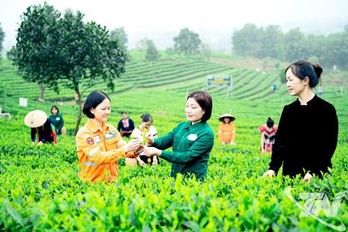 Bộ ba đột phá cho nông sản Thái Nguyên