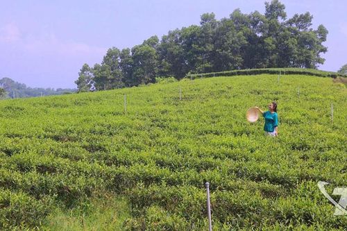 Chuyện của nàng dâu đất chè