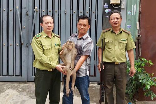 Dùng súng gây mê khống chế khỉ hoang quấy phá nhà dân ở Bình Hưng Hòa