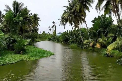 Rặng dừa miền Tây đầy thương nhớ