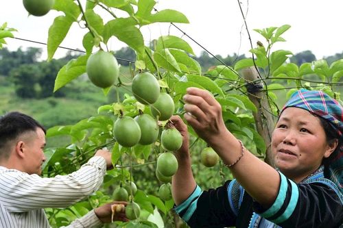Trao cơ hội cho thanh niên vùng dân tộc thiểu số vươn lên thoát nghèo