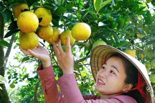 Liên kết và công nghệ - lối ra cho nông sản chủ lực Bắc Trung Bộ