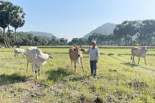 Phát triển kinh tế HTX giúp người nghèo an cư, lạc nghiệp ở An Giang