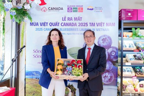 Việt quất Canada lần đầu tiên được nhập khẩu chính ngạch vào Việt Nam