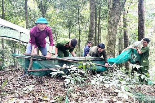 Công an cùng các lực lượng giúp người dân khôi phục vườn sâm sau bão