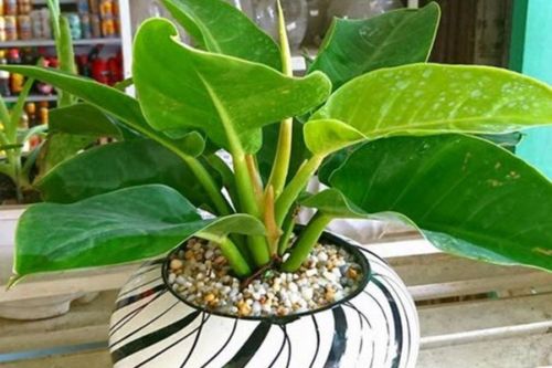 Cây trầu bà đế vương hợp mệnh gì, có mấy loại?