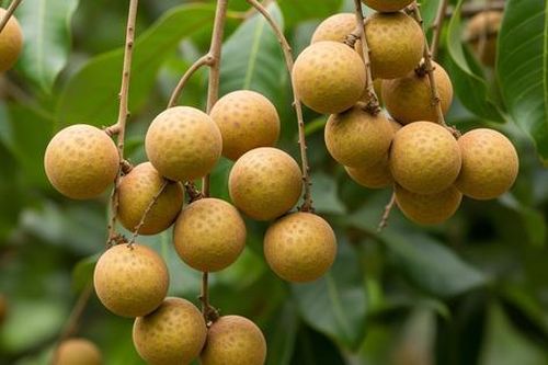 4 lợi ích sức khỏe bất ngờ của quả nhãn