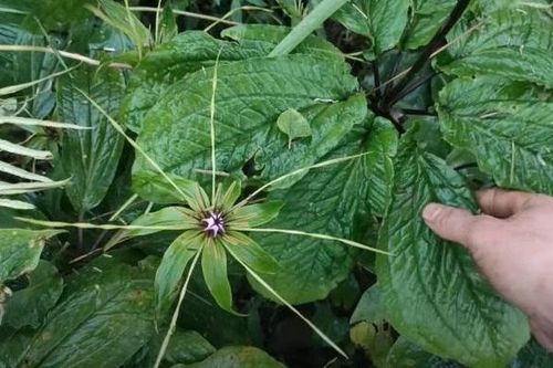 Loài cây huyền thoại trong Sách đỏ bất ngờ xuất hiện trong rừng Việt