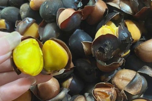 Đặc sản Tây Bắc mọc dại, ăn bở bùi như hạt dẻ, nấu canh hay luộc đều ngọt thơm