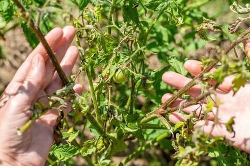 Loại quả được đánh giá 'tốt nhất thế giới', ở chợ Việt vừa rẻ vừa nhiều