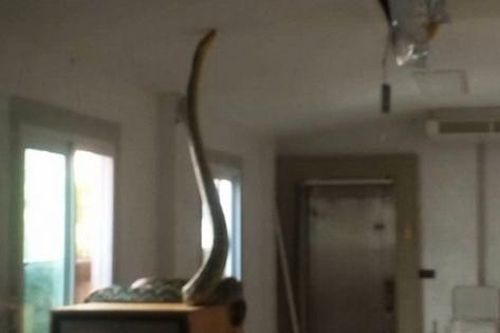 Bắt sống trăn khổng lồ dài 5,2 mét đột nhập vào nhà dân