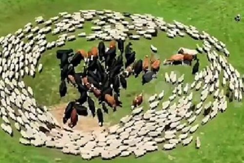 Bí ẩn hàng trăm con cừu liên tục đi vòng tròn quanh đàn bò