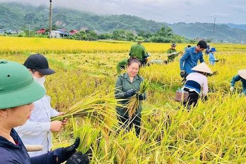 Sơn La: Gìn giữ thương hiệu gạo hữu cơ Phù Yên