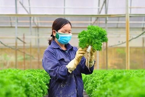 Chợ an toàn thực phẩm góp phần phát triển toàn diện nông thôn mới