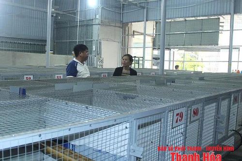 Mở hướng làm giàu từ nuôi cầy hương
