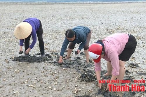 Tìm ra nguyên nhân ngao chết hàng loạt ở phường Ngọc Sơn