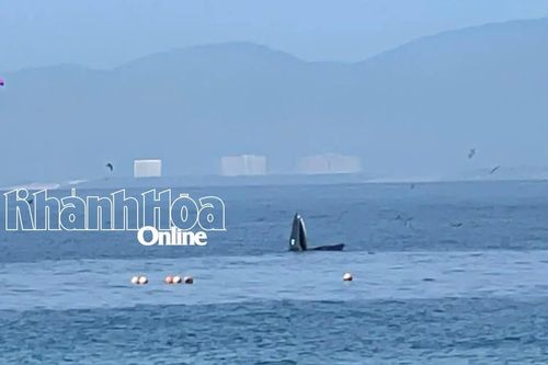 Cá voi lại xuất hiện ở vùng biển Hòn Mun